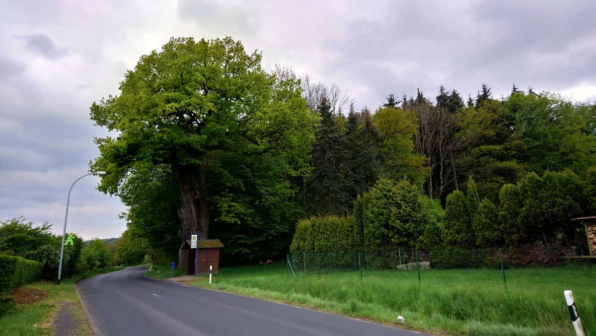 Brachttal: Tausendjährige Eiche (Naturdenkmal)